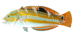 PUDDINGWIFE WRASSE