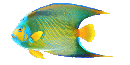 QUEEN ANGELFISH