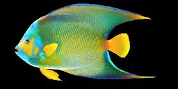 QUEEN ANGELFISH