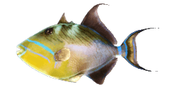 QUEEN TRIGGERFISH