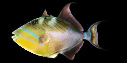 QUEEN TRIGGERFISH