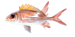 SQUIRRELFISH