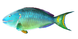 STOPLIGHT PARROTFISH