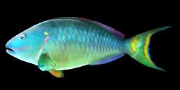 STOPLIGHT PARROTFISH