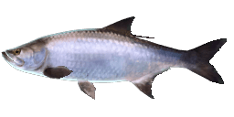 ATLANTIC TARPON