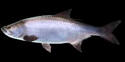 ATLANTIC TARPON