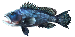 BLACK SEA BASS