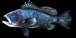 BLACK SEA BASS