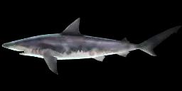 BLACKNOSE SHARK