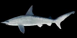 BONNETHEAD SHARK