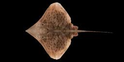 CLEARNOSE SKATE