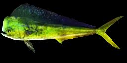 DOLPHINFISH