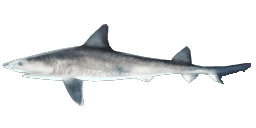 DUSKY SMOOTH HOUND