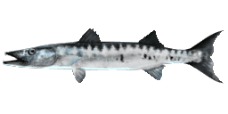 GREAT BARRACUDA