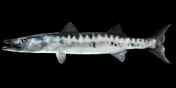 GREAT BARRACUDA