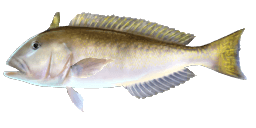 GREAT NORTHERN TILEFISH