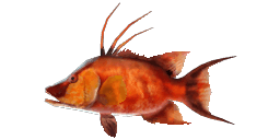 HOGFISH