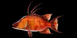 HOGFISH