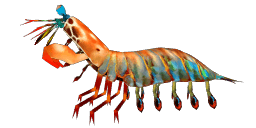 MANTIS SHRIMP