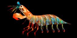 MANTIS SHRIMP