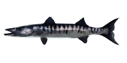 MIGHTY BARRACUDA