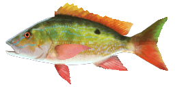 MUTTON SNAPPER