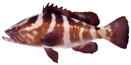 NASSAU GROUPER