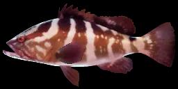 NASSAU GROUPER