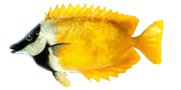 RABBITFISH