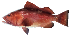 RED GROUPER