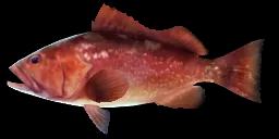 RED GROUPER