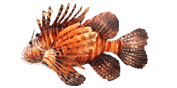 RED LIONFISH