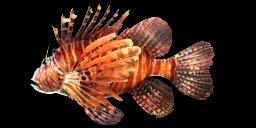 RED LIONFISH