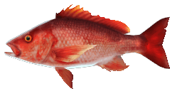 RED SNAPPER