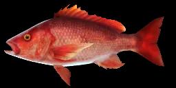 RED SNAPPER