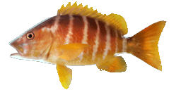 SCHOOLMASTER SNAPPER