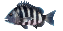 SHEEPSHEAD