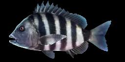 SHEEPSHEAD