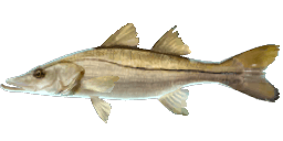 COMMON SNOOK