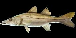 COMMON SNOOK