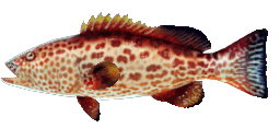 YELLOWFIN GROUPER