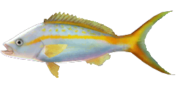 YELLOWTAIL SNAPPER