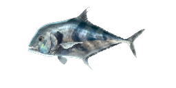 AFRICAN POMPANO