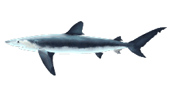 BLUE SHARK