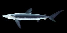 BLUE SHARK