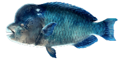 BUMPHEAD PARROTFISH