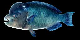 BUMPHEAD PARROTFISH