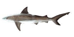 GALAPAGOS SHARK