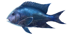 GIANT DAMSELFISH