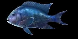 GIANT DAMSELFISH